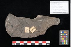 Foto (Objekt + Etikett) von Thinfeldia lunzensis Ettingshausen (NHMW-GEO-2024-0188-10589)